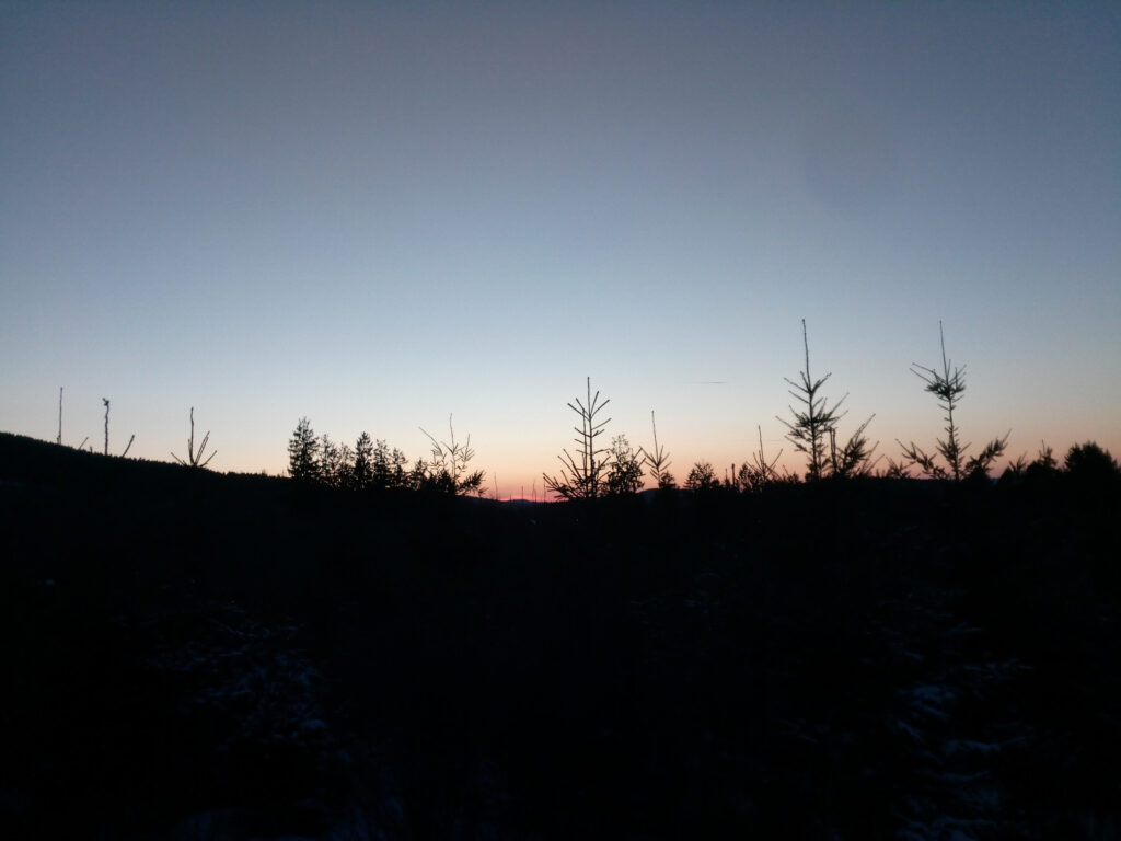 dunkler Wald zum Sonnenuntergang
