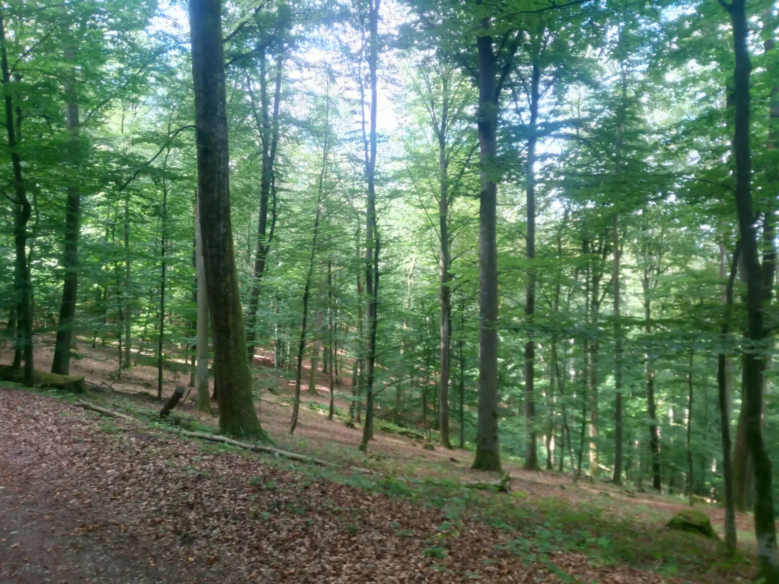 Auf der Jagd nach den Spuren des Bärlauchs experienceoutdoor.de