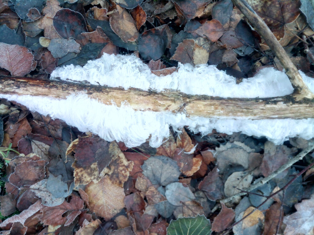 Haareis (Eiswolle) an einem Stück Totholz im Wald