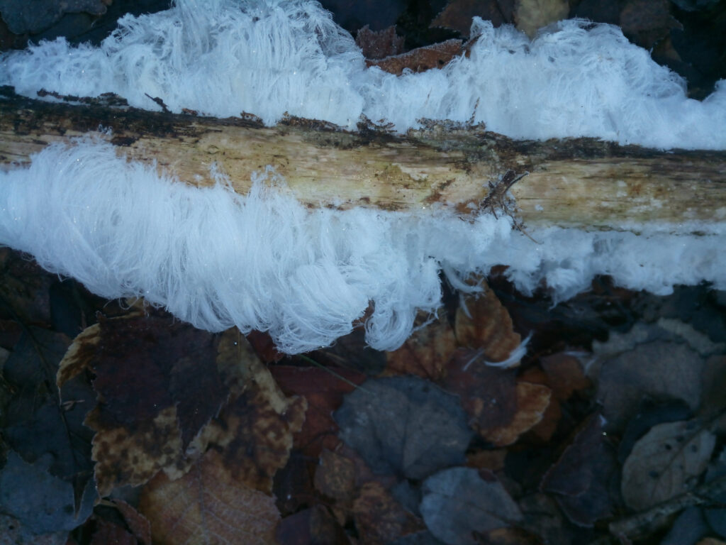 Haareis (Eiswolle) an einem Stück Totholz im Wald