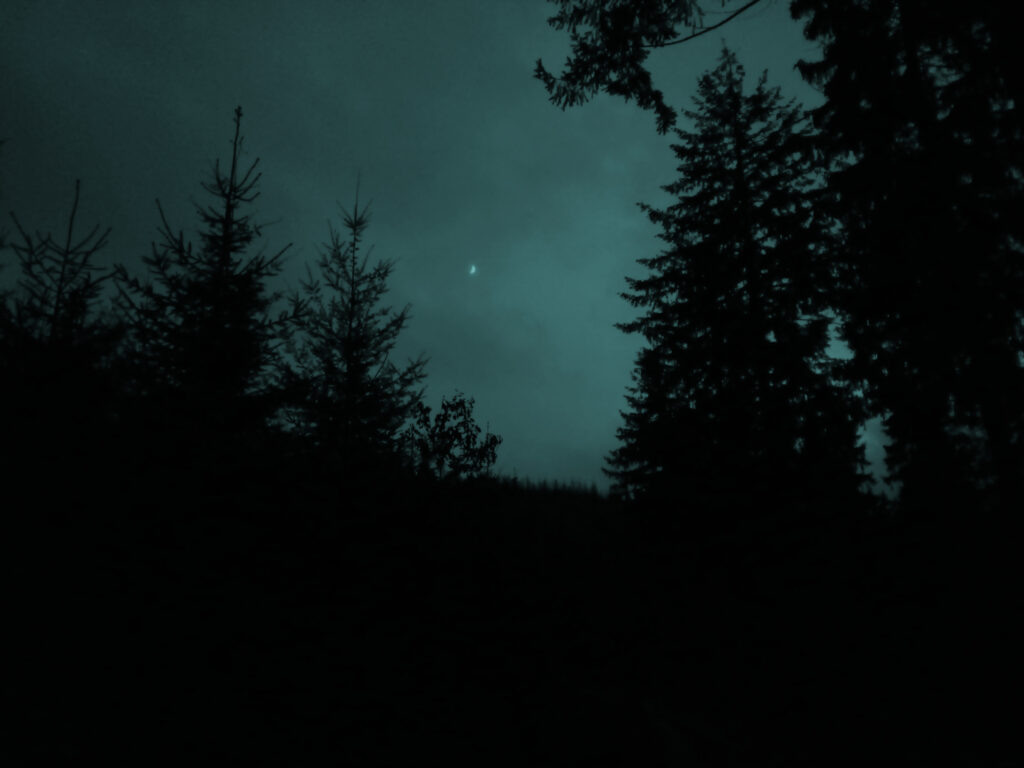 Nebliger Fichtenwald im Dunkeln. Nur der Mond scheint ein wenig. Symbolbild für Verlaufen und orientierungslos im Wald.