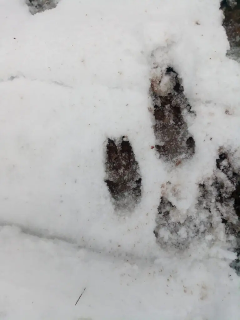 Wildschweinspuren (Trittsiegel) im Schnee