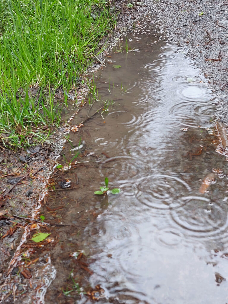 Wandern im Regen - Pfütze mit Regentropfen auf der Oberfläche.