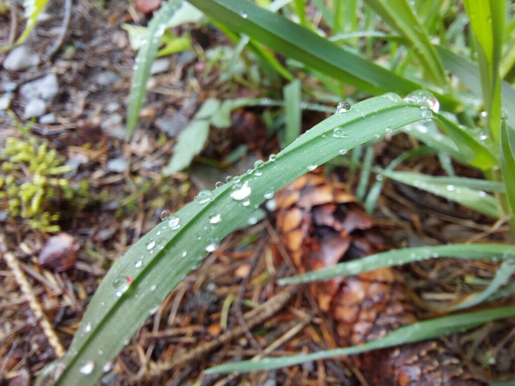 Regentropfen auf einem Grashalm