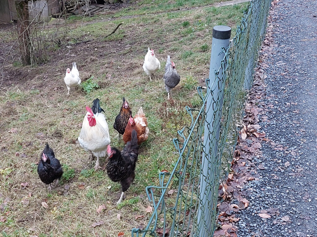 Hühner im Jammertal in Lennestadt-Altenhundem