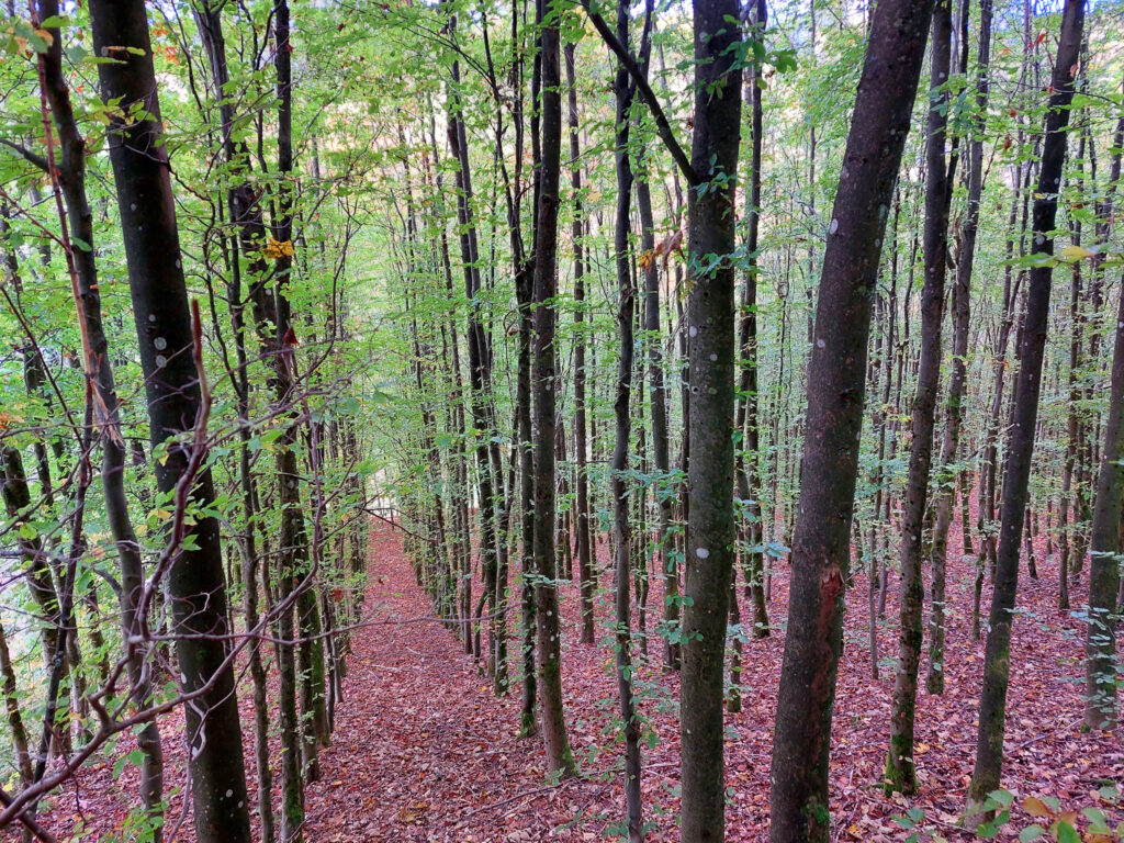 Gertenholz im Forst. Laubbäume. Möglicher Schutz bei Sturm.
