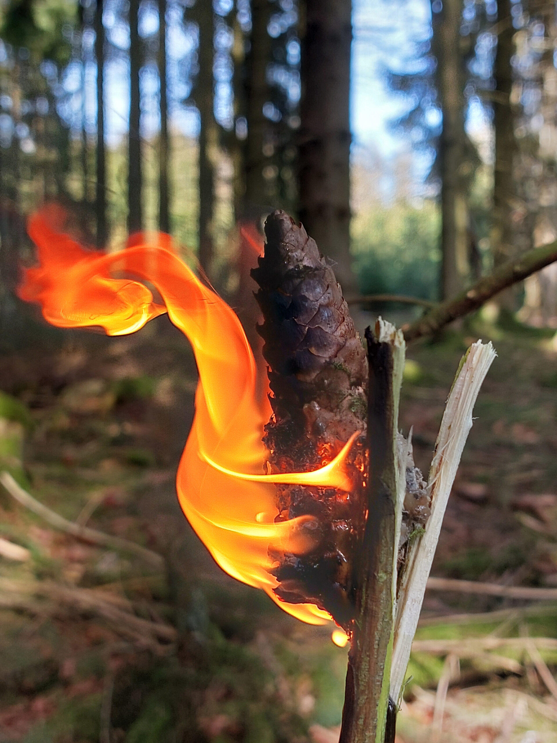brennende Fackel aus Naturmaterialien. Fichtenzapfen, Harz und Ginsterstecken
