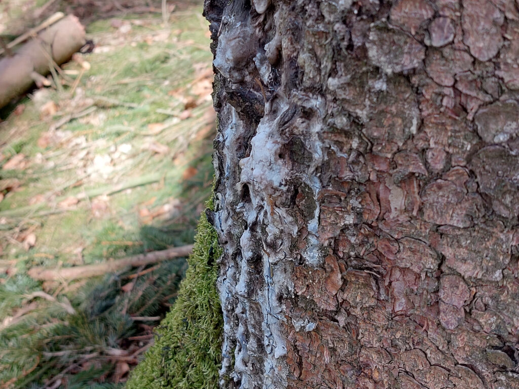 Austretendes Harz aus einem Fichtenstamm