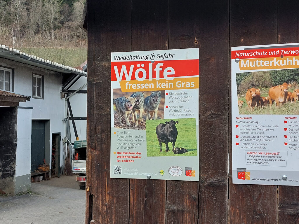 Informationstafel in Lennestadt-Kirchveischede über Weidetierhaltung und die Gefahr, die durch den Wolf ausgeht.