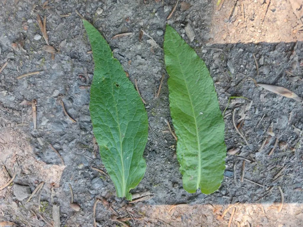 Vergleich von zwei Blättern. Blut-Ampfer (Rumex Sanguineus) und Roter Fingerhut (Digitalis Purpurea)