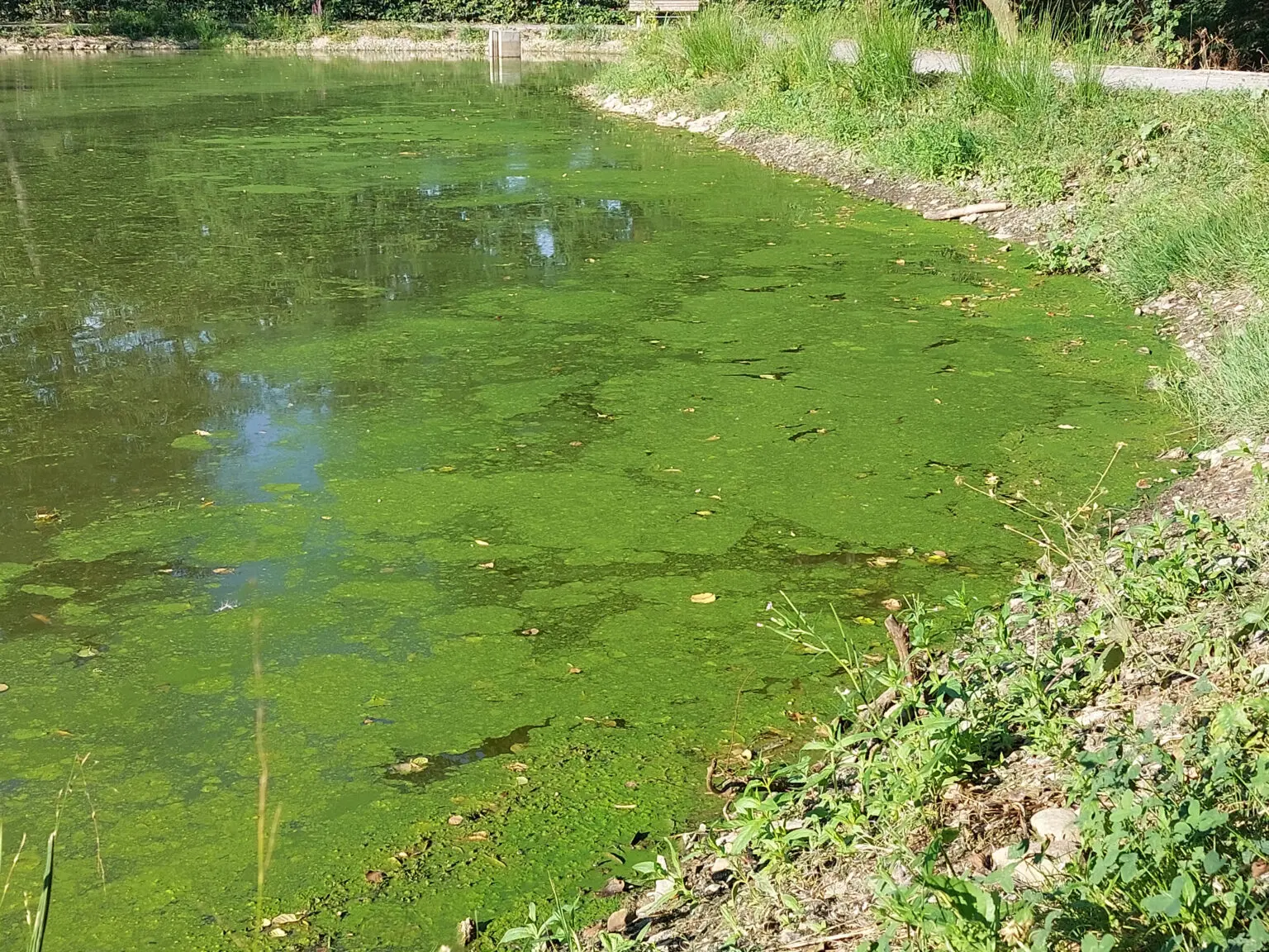 40+ Wie Erkenne Ich Blaualgen Im Teich, Anzeichen wie grünliches