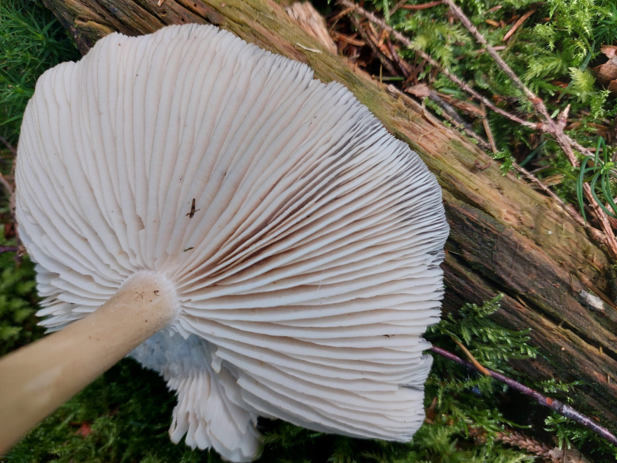 Pilz Trichterformig Weiss