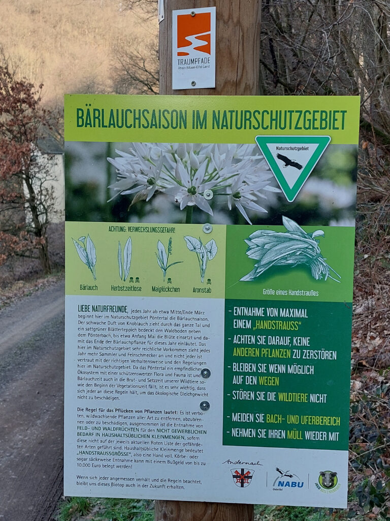 Hinweistafel des Nabu zum Bärlauch im Naturschutzgebiet Pöntertal