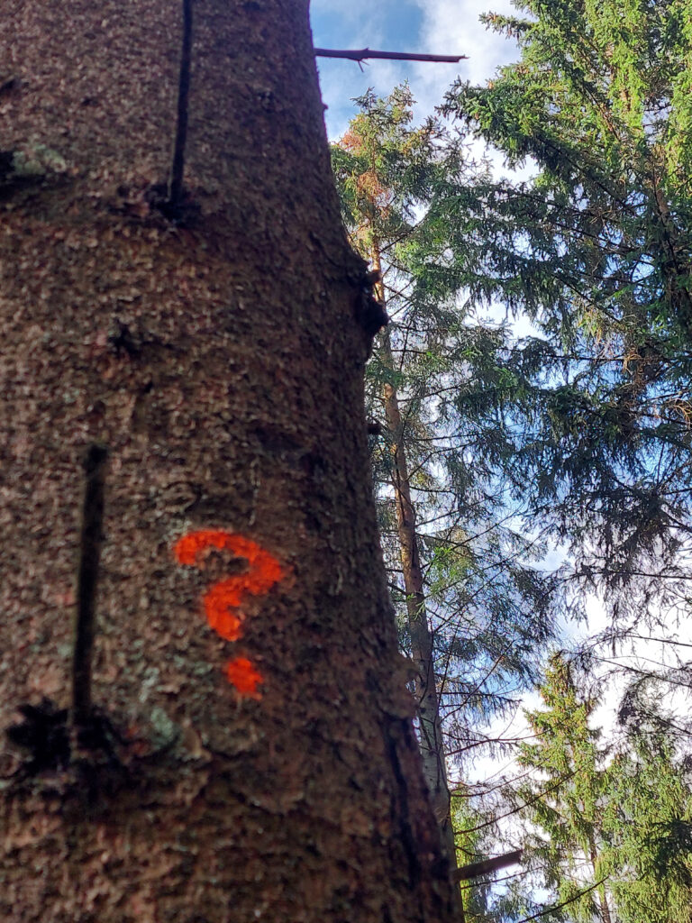 Fichte mit aufgemaltem Fragezeichen. Symbolbild für Altersbestimmung eines Baumes.
