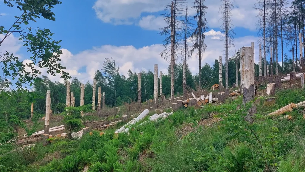mehrere Meter hohe Baumstümpfe (Hochstümpfe) werden gezielt angelegt um die Biodiversität zu fördern