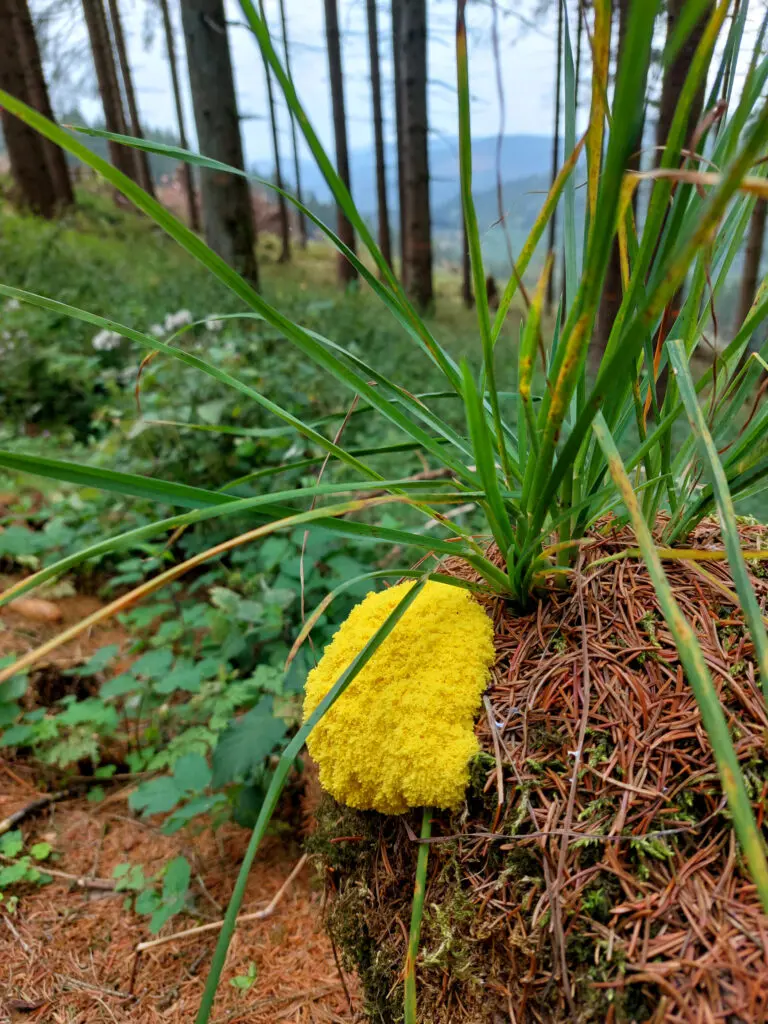 Fuligo Septica - Ein Schleimpilz der auch Gelbe Lohblüte oder Hexenbutter genannt wird