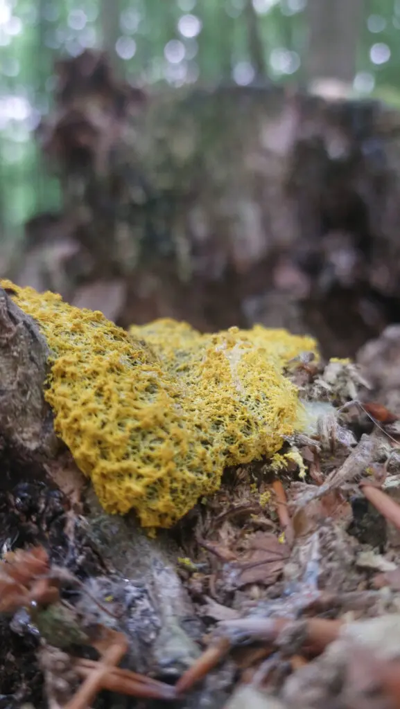 Fuligo Septica - Ein Schleimpilz der auch Gelbe Lohblüte oder Hexenbutter genannt wird