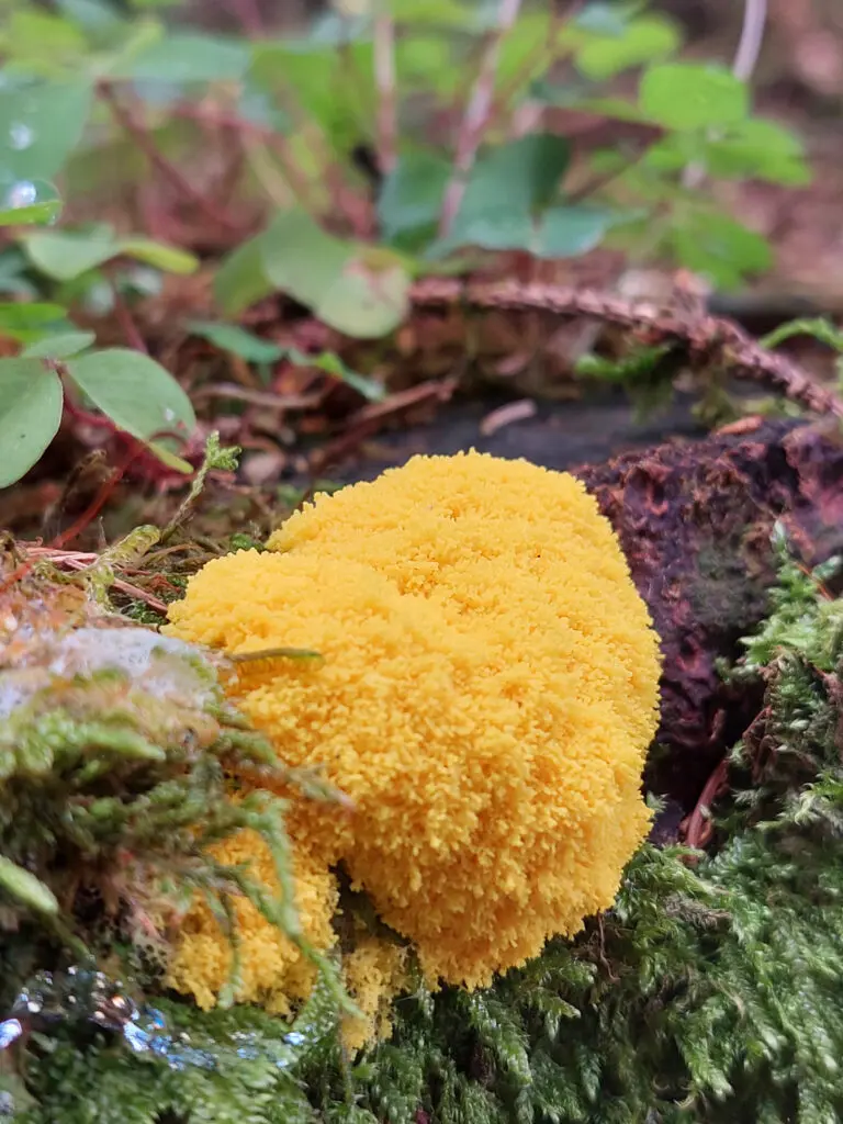 Fuligo Septica - Ein Schleimpilz der auch Gelbe Lohblüte oder Hexenbutter genannt wird