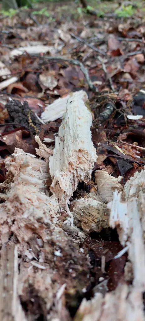 Stück Holz durch Weißfäule morsch