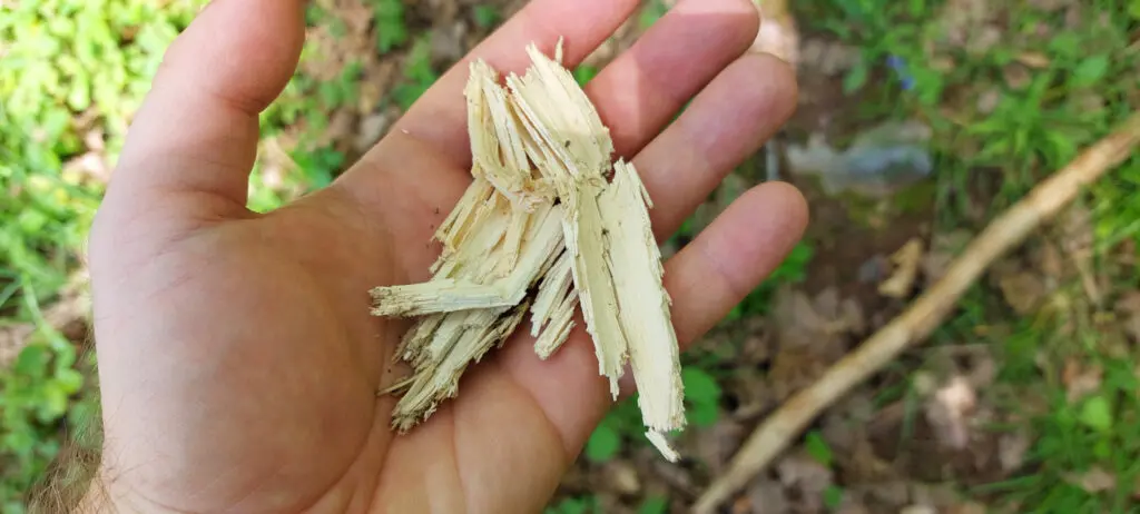 durch Weißfäule zersetztes Holz ist morsch