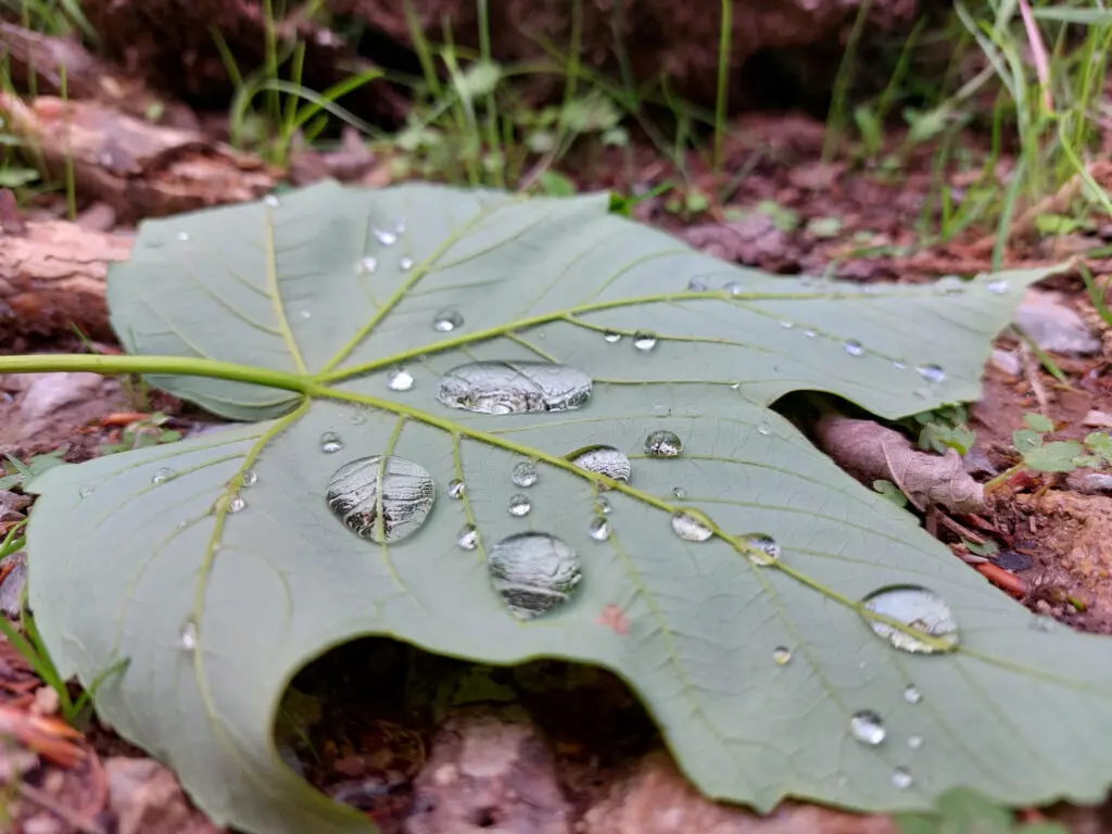 Blatt mit Wassertropfen als Symbolbild für Wetter mit Niederschlag