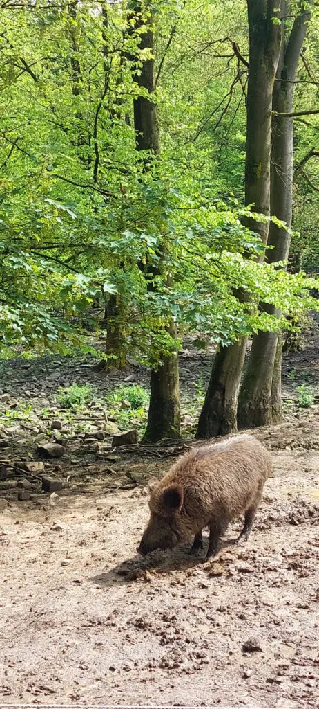 Wildschweine sind kein Problem beim Schlafen im Wald