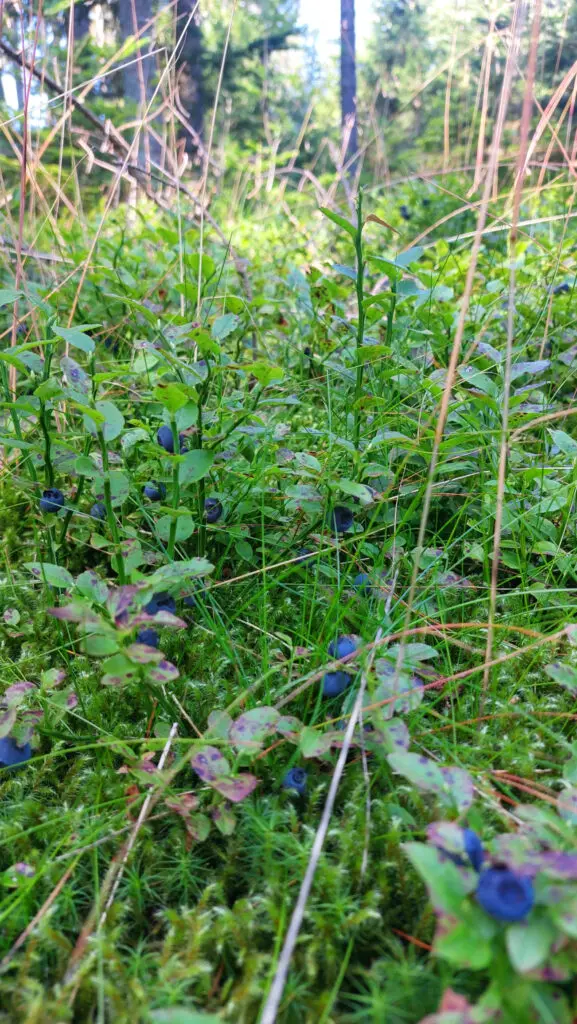 wildwachsende Heidelbeeren