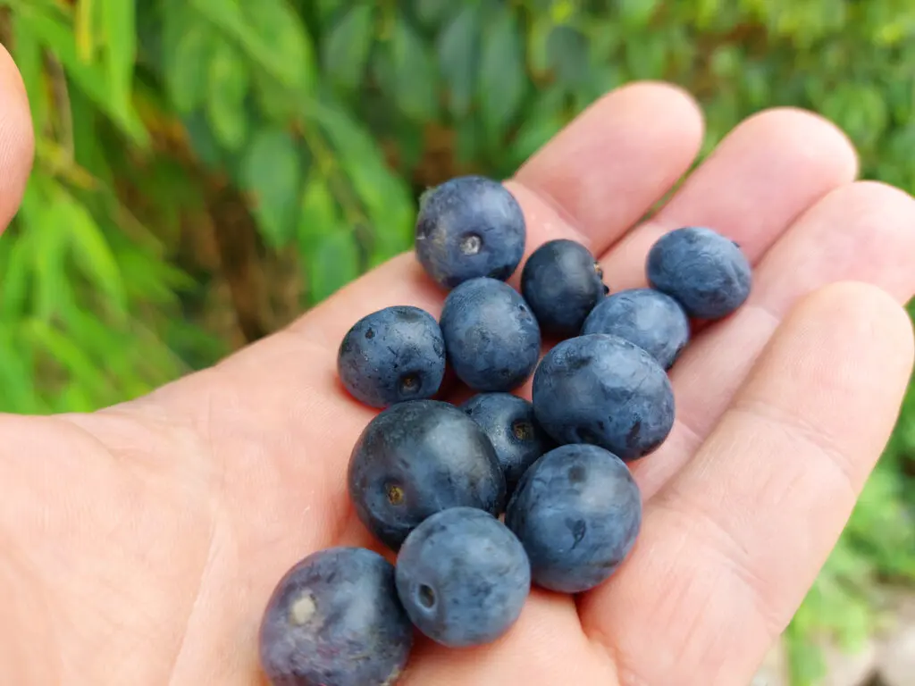 kultivierte Heidelbeeren