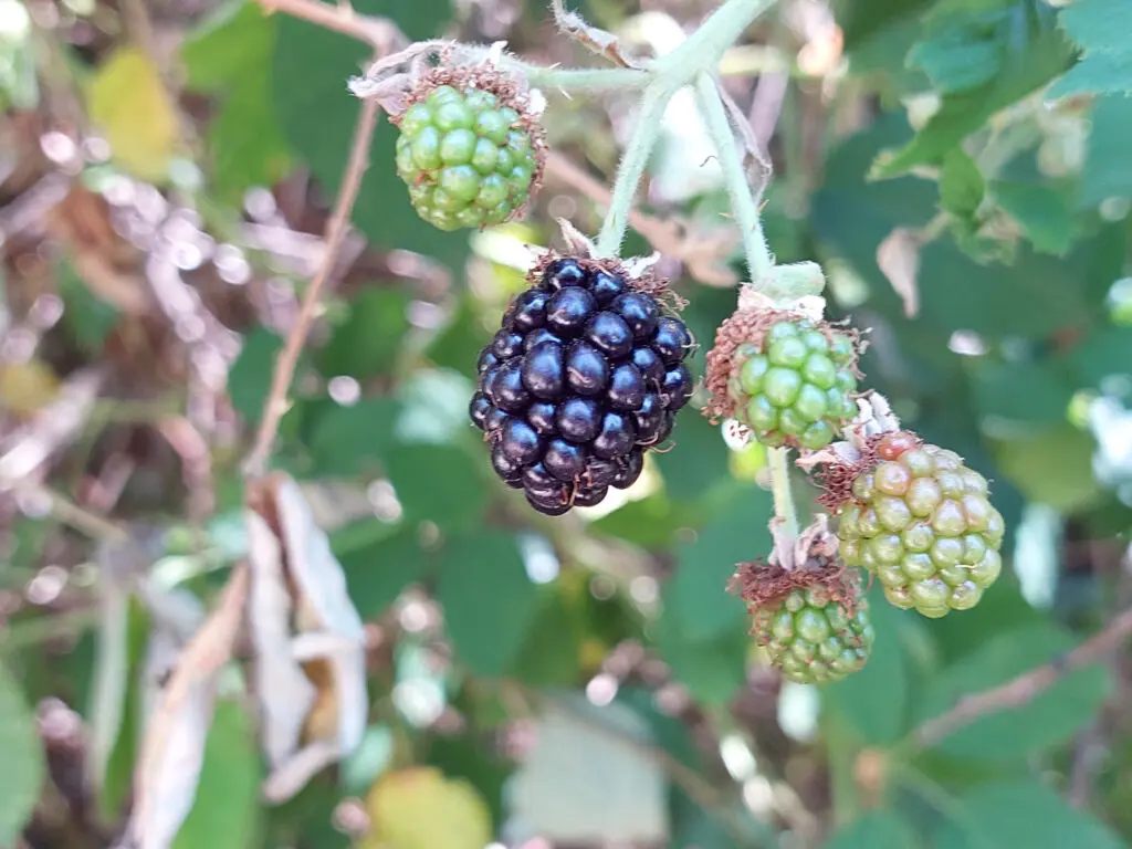 Brombeere. Leckere Beeren. Innen nicht hohl.