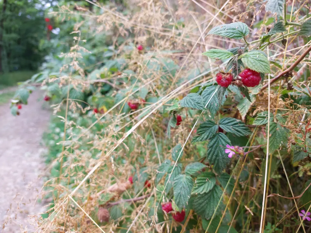 Himbeeren am Wegesrand