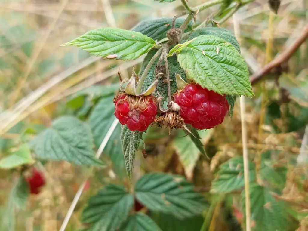 Himbeeren. Beeren in Nahaufnahme.