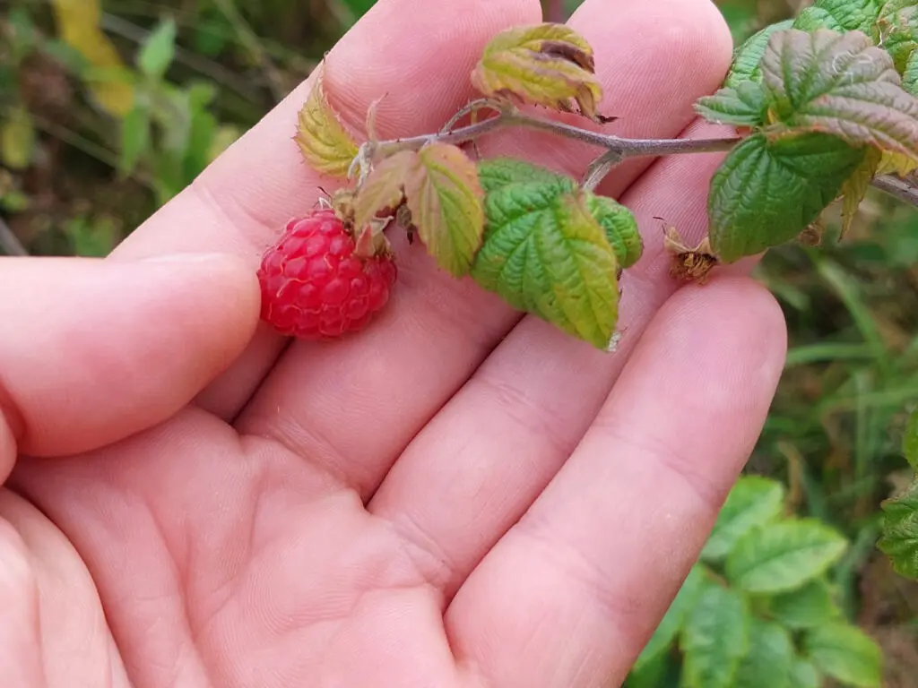 Eine Himbeere in der Hand