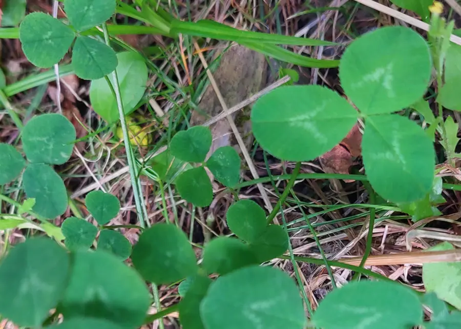 In den Wildkräutersalat kommt auch Weißklee