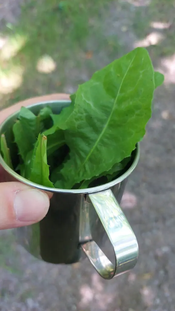 Löwenzahn ist die Basis für meinen Wildkräutersalat