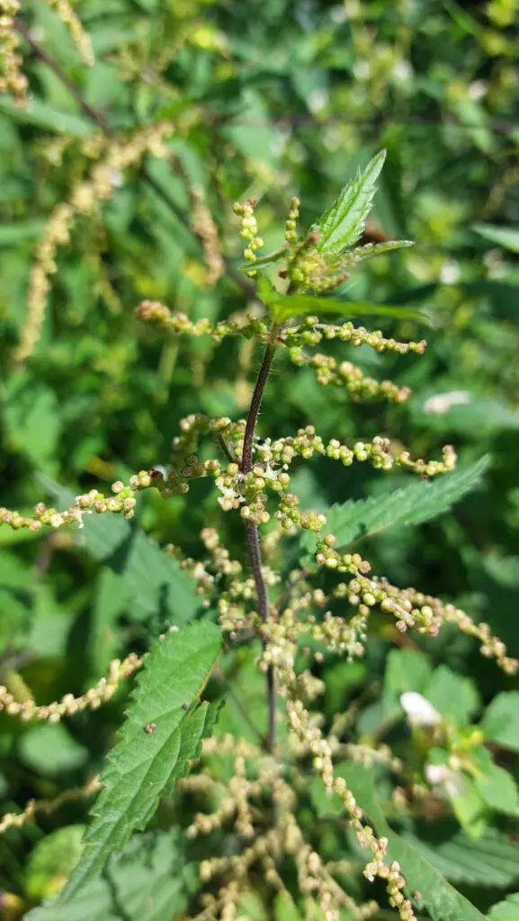 männliche Brennnessel. Die Pollen stehen waagerecht ab.