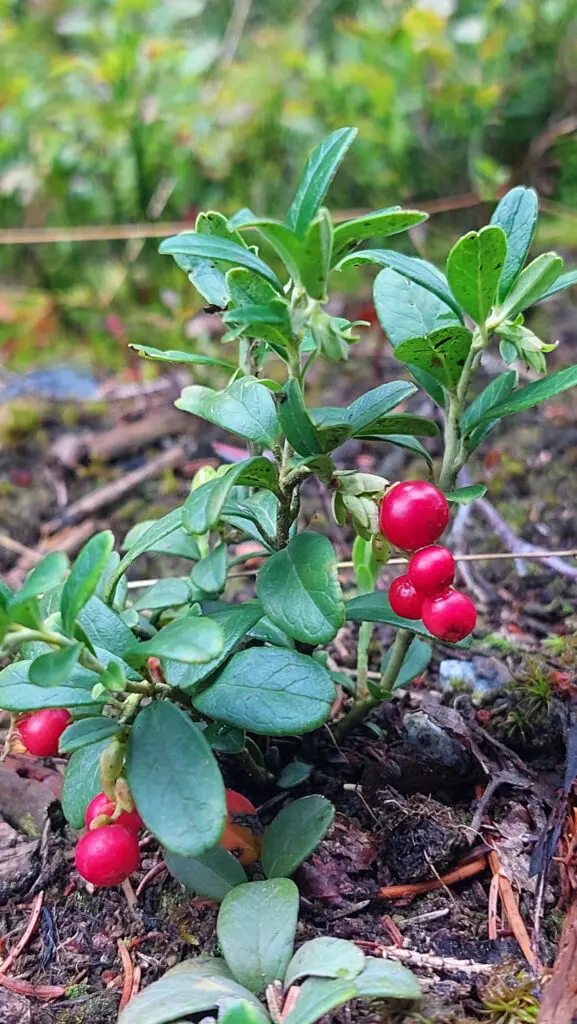 Preiselbeeren