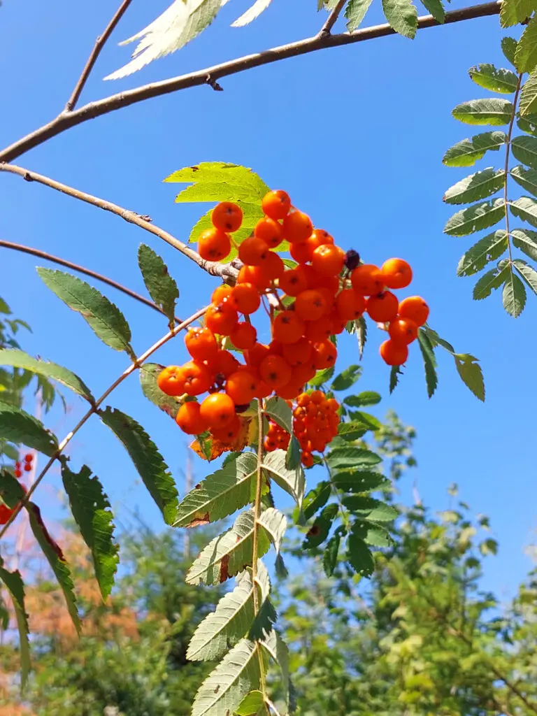 Vogelbeeren. Früchte der Eberesche.