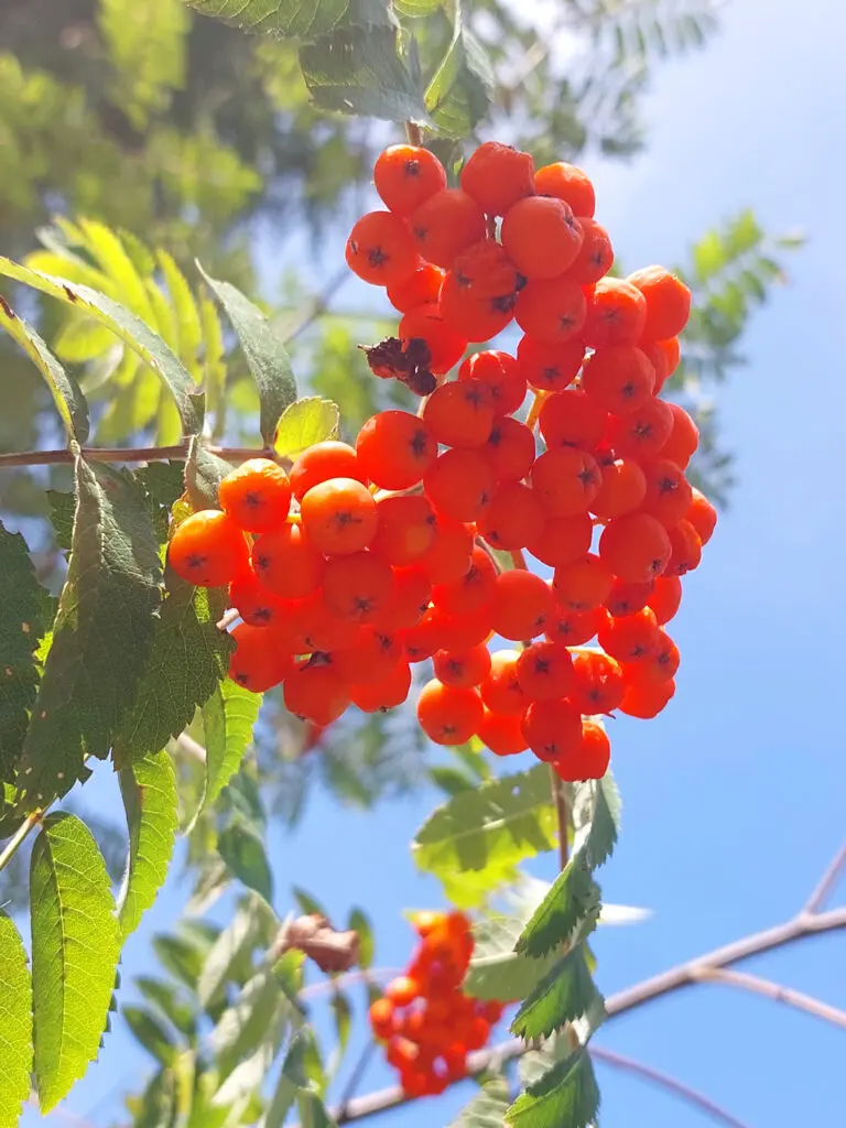 Vogelbeeren. Früchte der Eberesche.