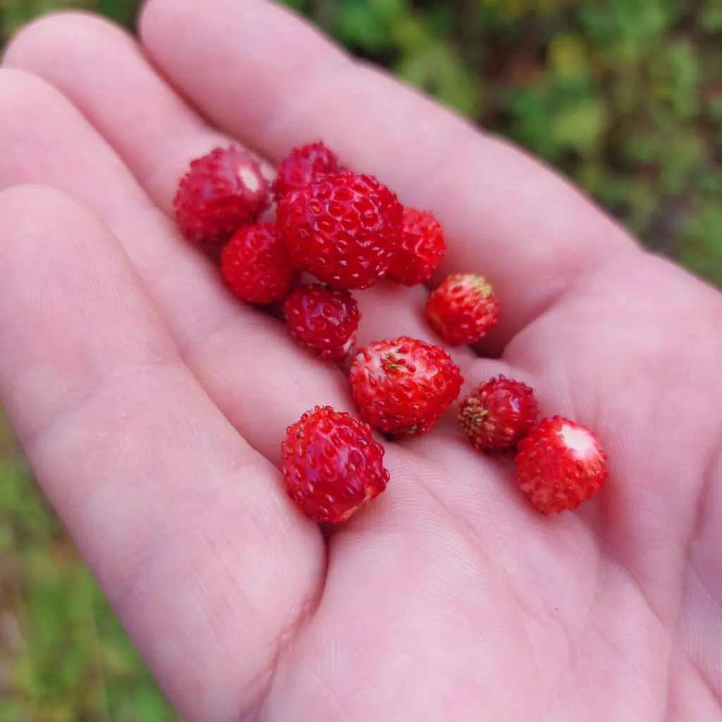 Walderdbeeren. Leckerei Nascherei!
 