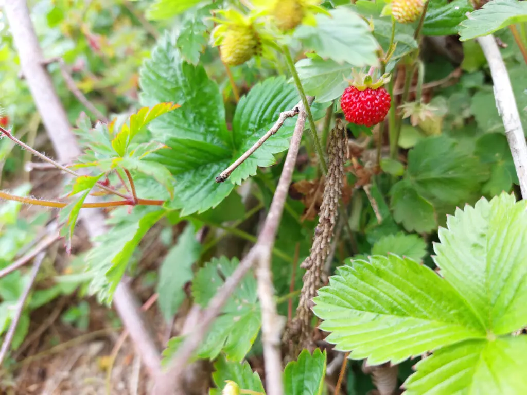 Eine Walderdbeere