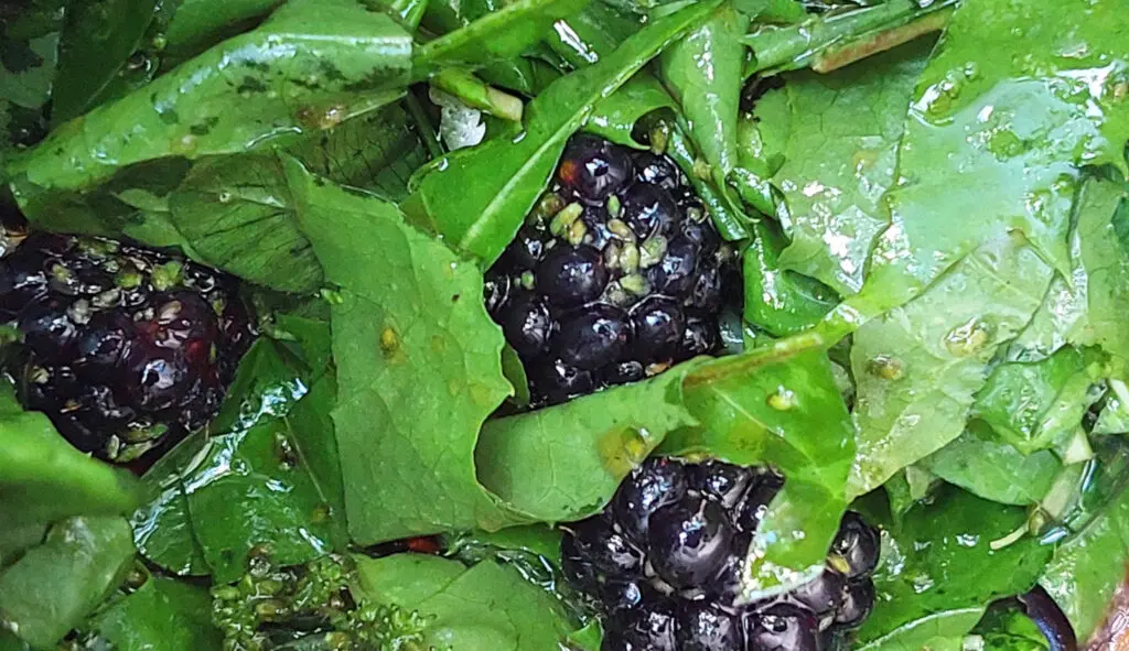 Wildkräutersalat aus Löwenzahn, Klee, Gundermann und einer Vinaigrette aus Walnussöl, Apfelbalsamico und frischen Brombeeren.