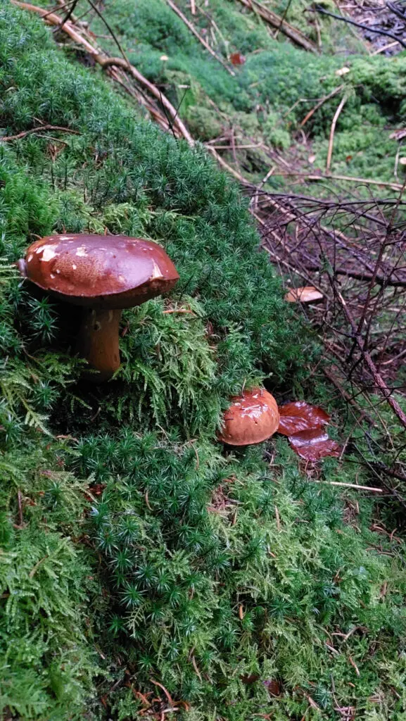 Wo finde ich Pilze? Röhrlinge im Moos
