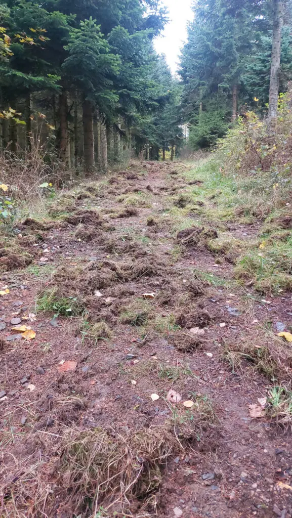 Durch Wildschweine aufgewühlter Waldweg in der Sperrzone II des lokalen Ausbruchs der Afrikanischen Schweinepest