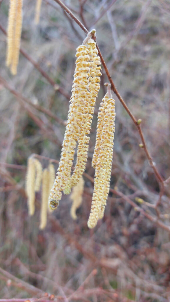 Haselkätzchen am Haselnussstrauch