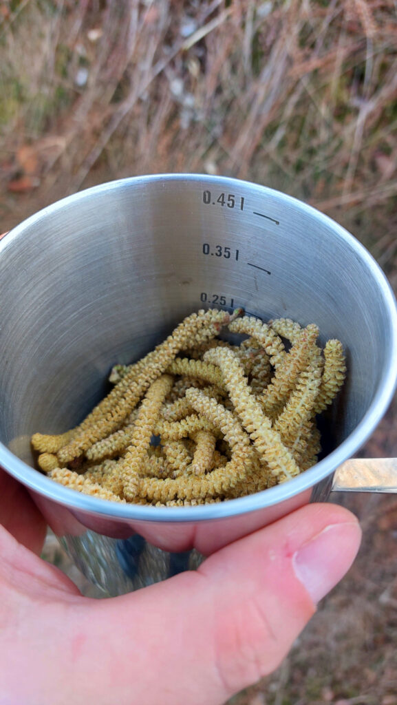 gesammelte Kätzchen der Hasel im Tatonka-Mug