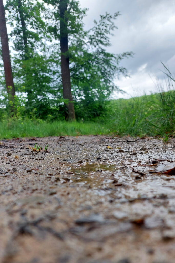Vom Regen durchfeuchteter Weg