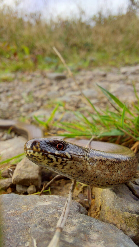 Blindschleiche in Nahaufnahme mit Kopf von der Seite