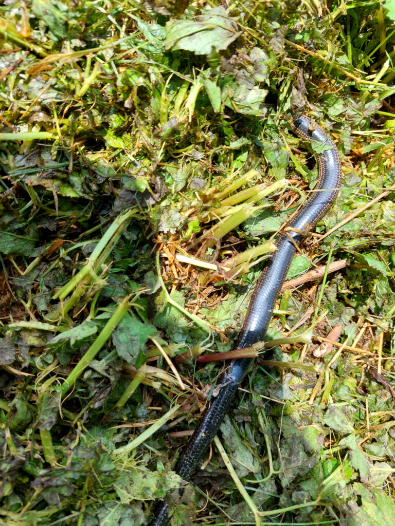 Blindschleiche unter Blättern und Gras
