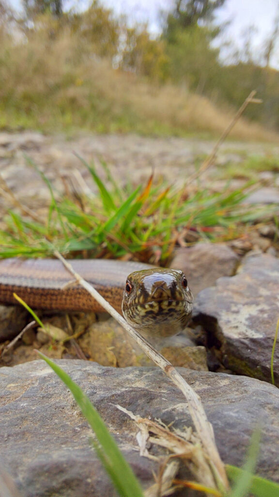 Nahaufnahme einer Blindschleiche auf dem Wanderweg. Die Blindschleiche schaut gerade in die Kamera.