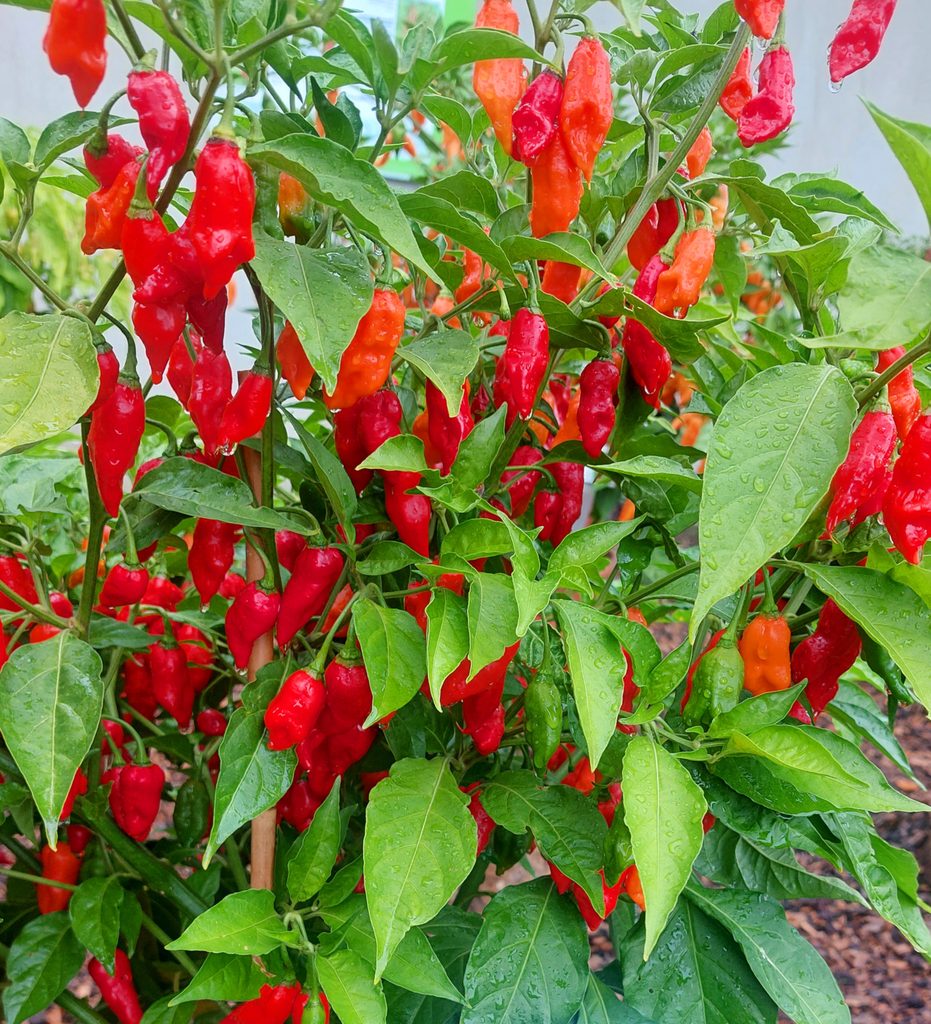 Chilis: Carolina Reaper (Capsicum chinense) Schärfegrad 10+